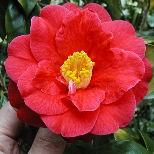 Camellia japonica 'Guilio Nuccio