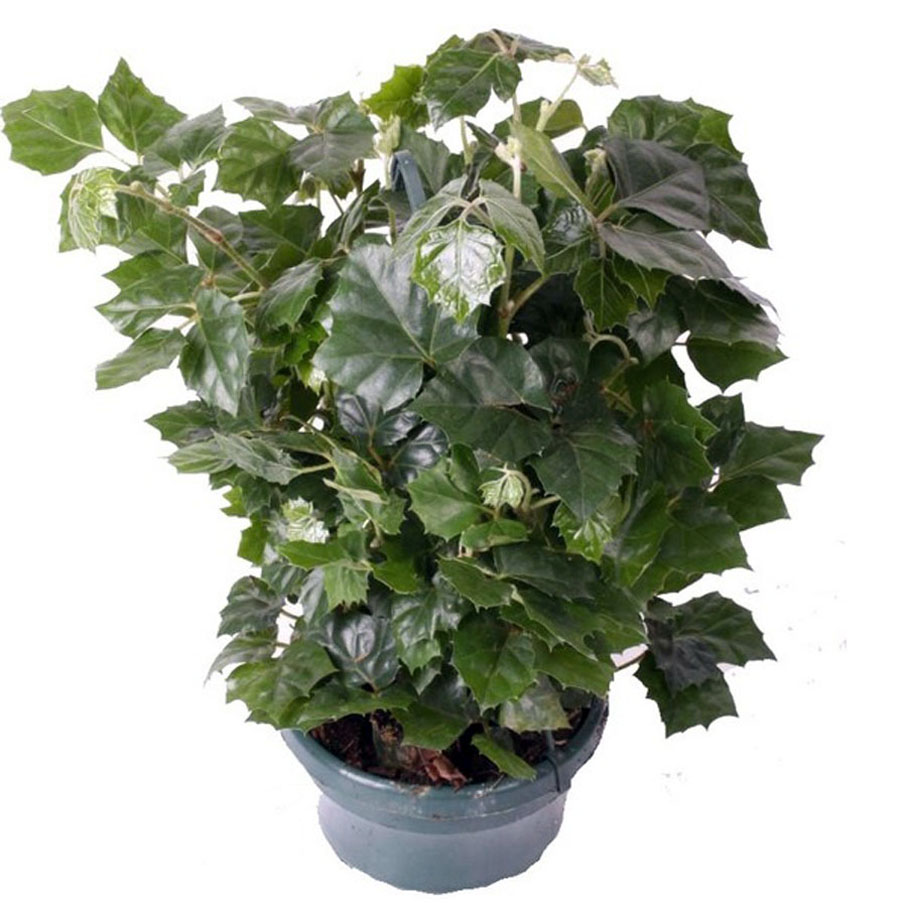 Циссус ромболистный