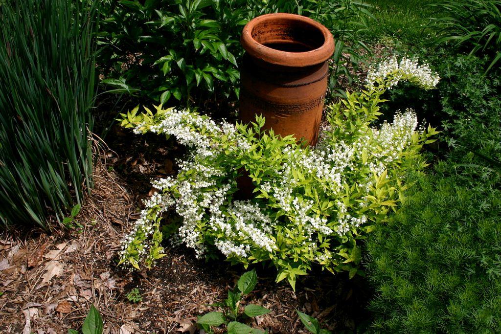 Азиатская красавица особенно живописно смотрится на фоне хвойных кустарников