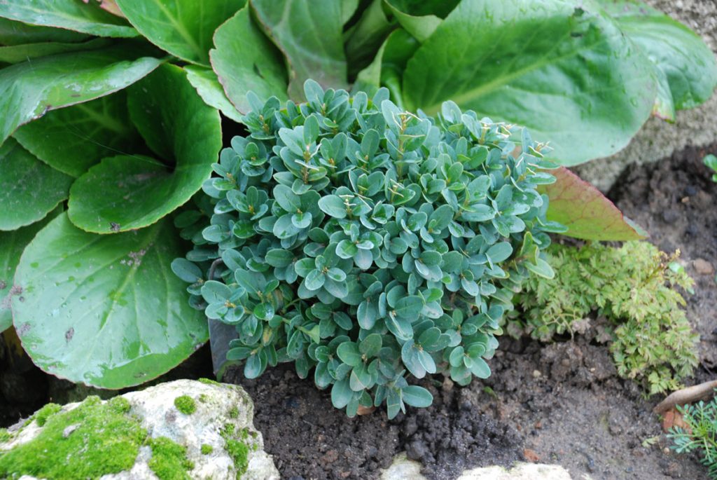 Азотистыми удобрениями букс не подкармливают осенью из-за опасности замерзания молодых побегов