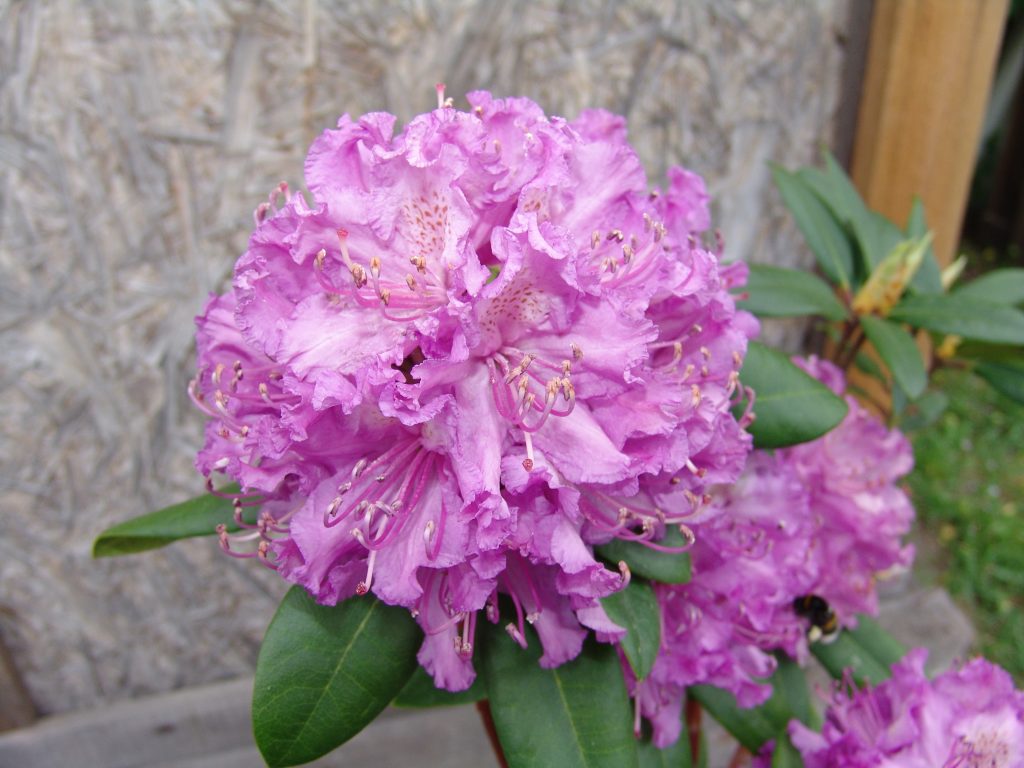 Сорт Альфред