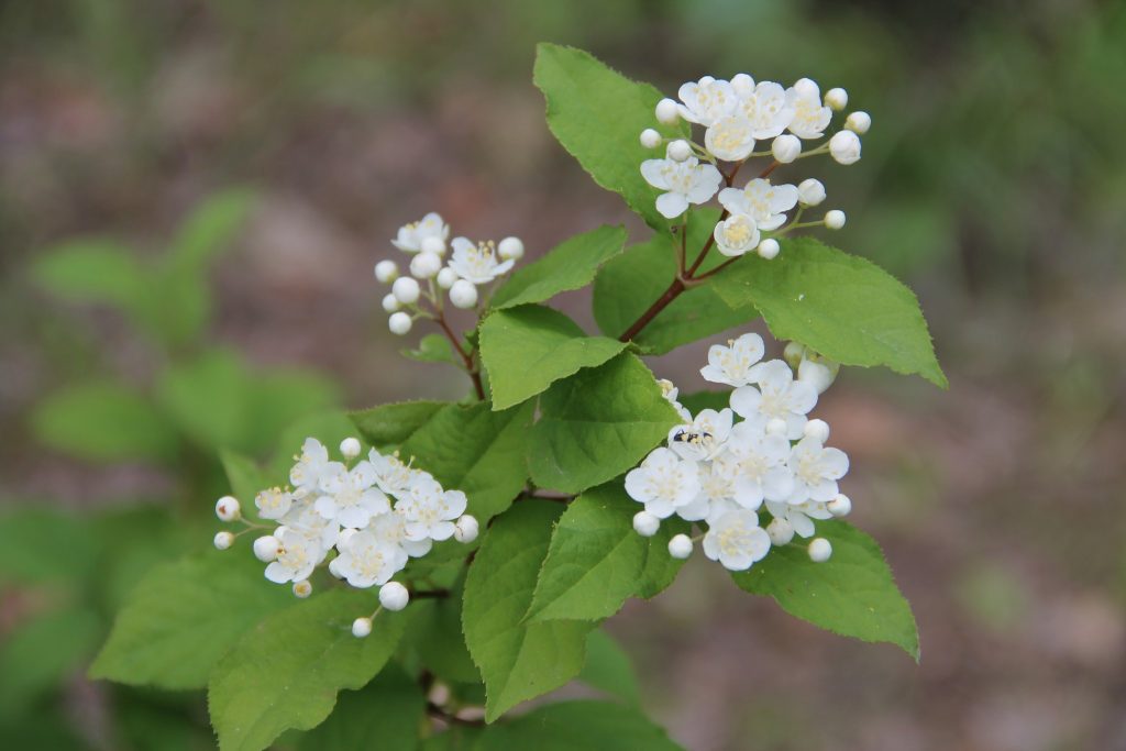 Амурская (мелкоцветковая)