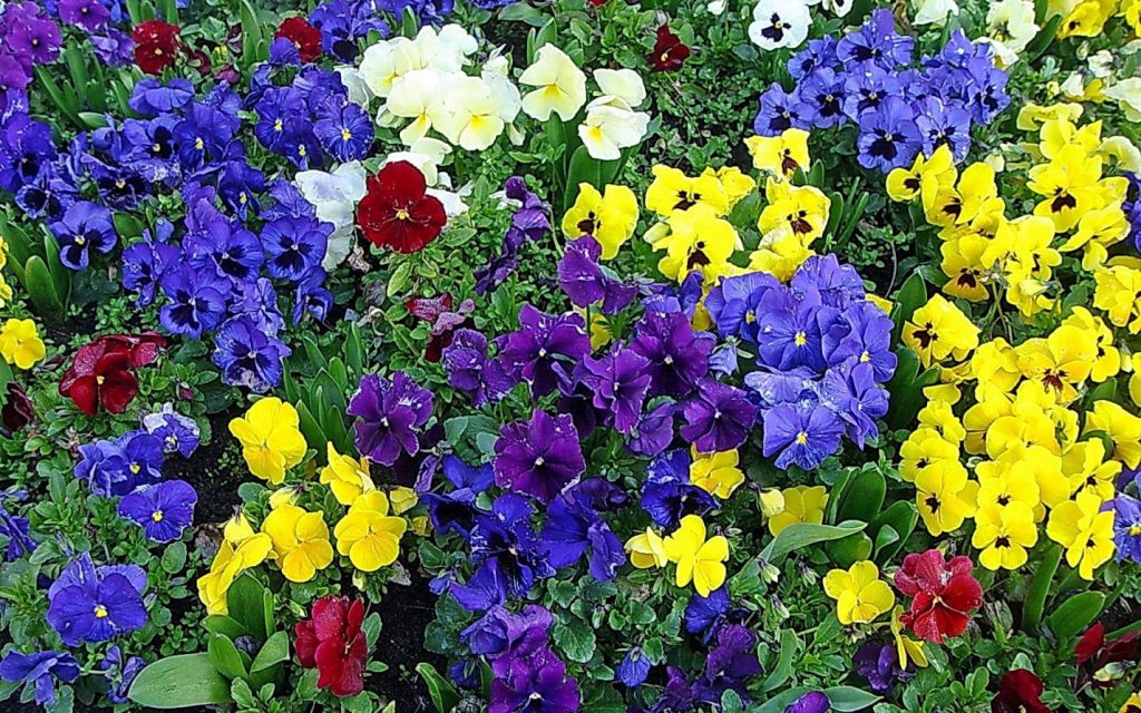 Анютины глазки поражают богатством красок