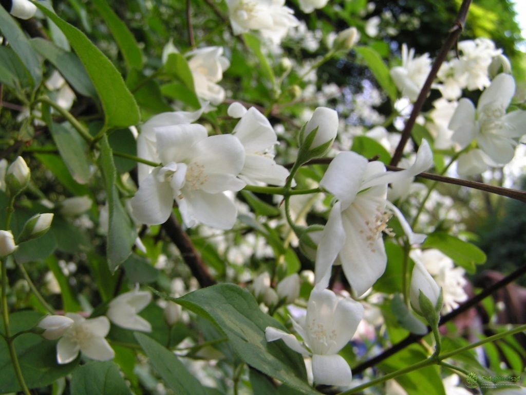 Балет мотыльков