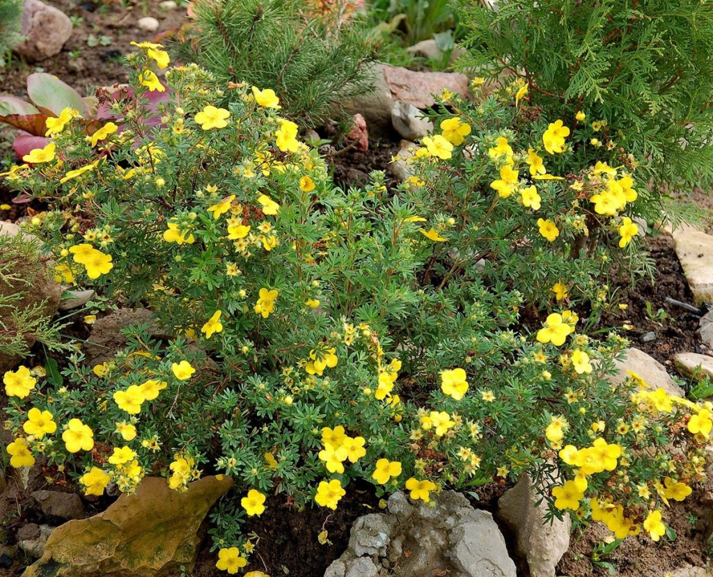 Альпийская лапчатка