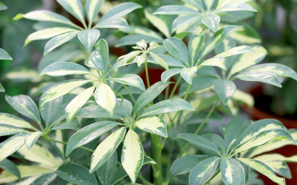 Шеффлера древовидная