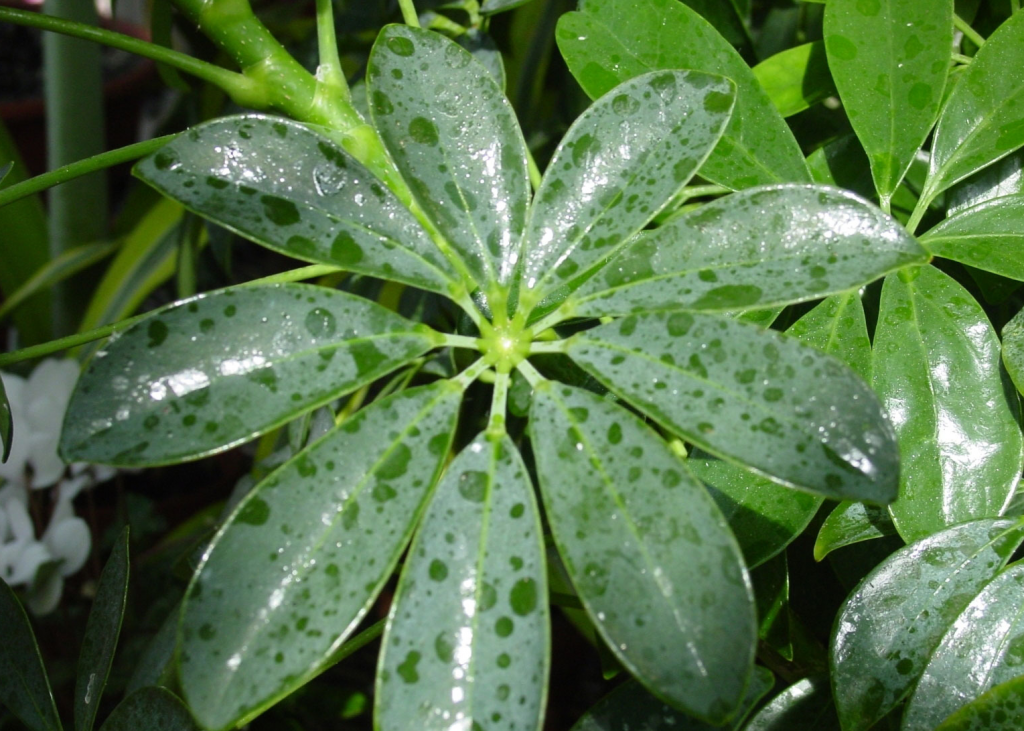 Для растения рекомендован регулярный и умеренный полив