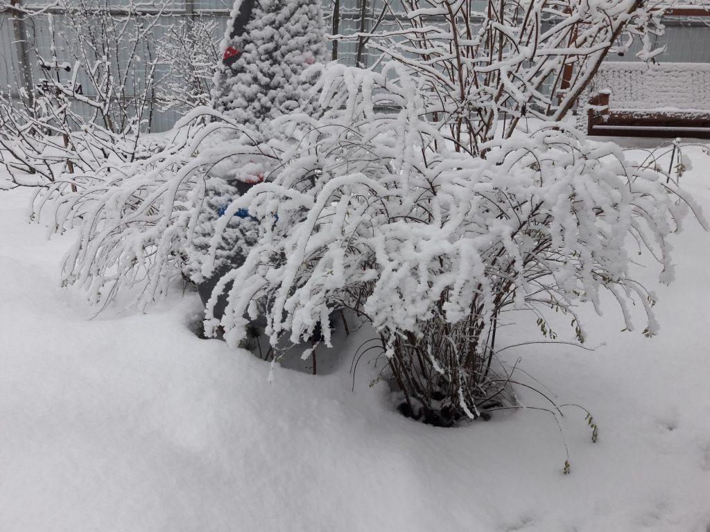 Большинство сортов спиреи не требуют ласки от погоды