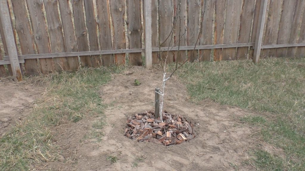 Вариант мульчирования почвы