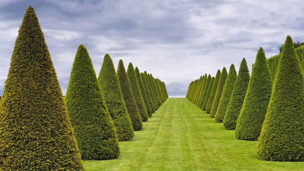 Величественные пирамидальные долгожители