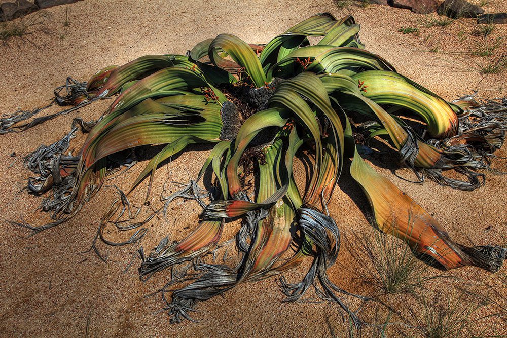 Вельвичия удивительная