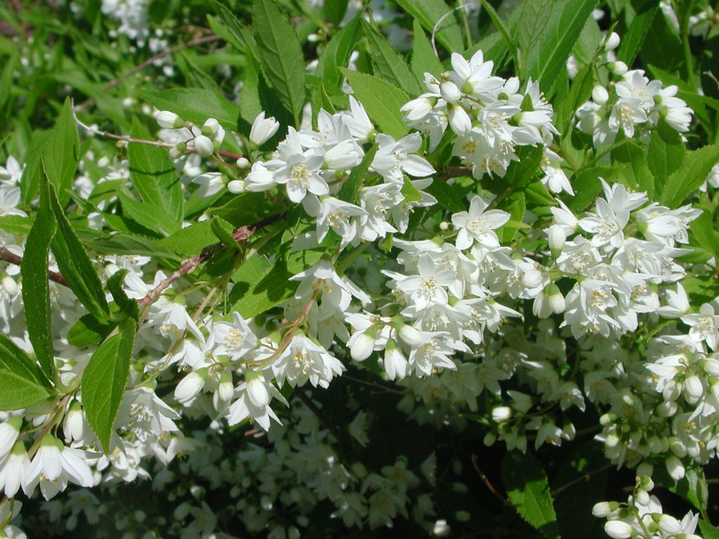 Вильморена