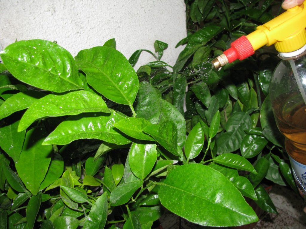 Внекорневая подкормка