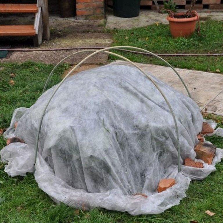 Воздушно-сухое укрытие кустарника сохранит жизнеспособность растения в зимний период