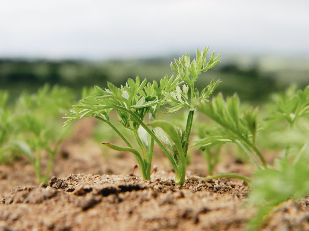 Всходы моркови