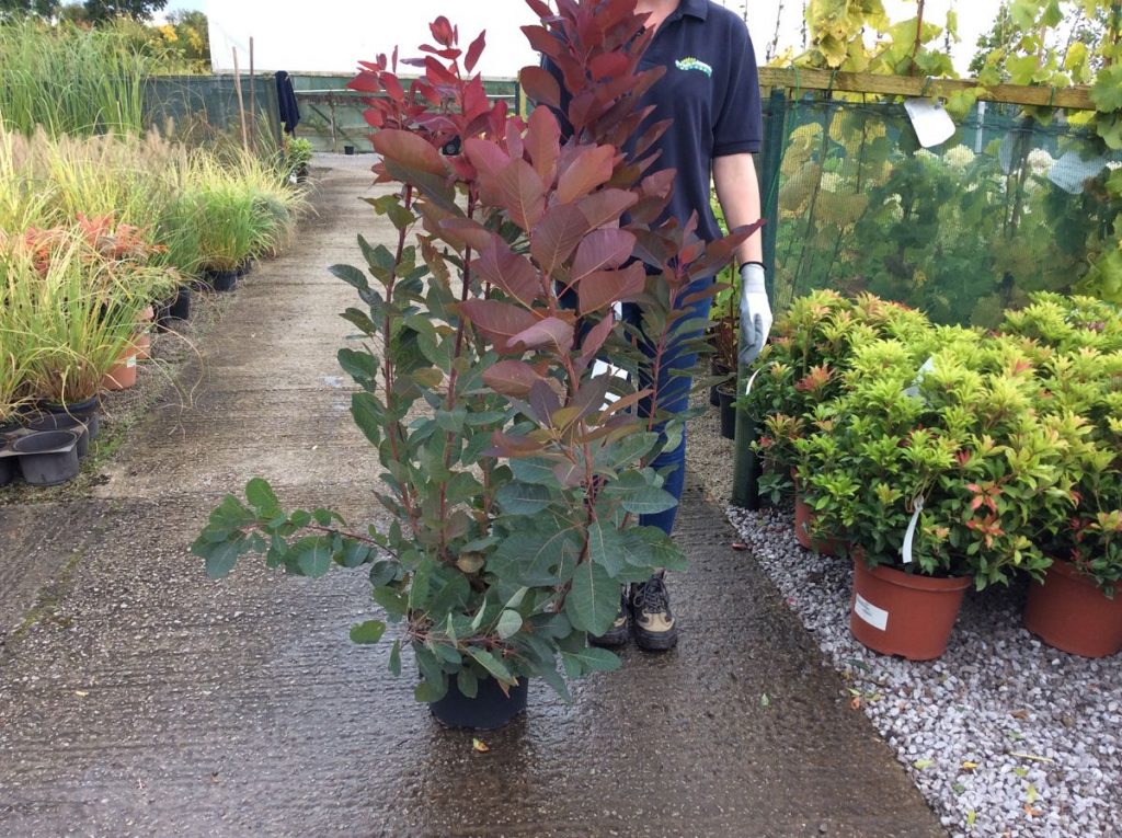 Выбранный для посадки саженец