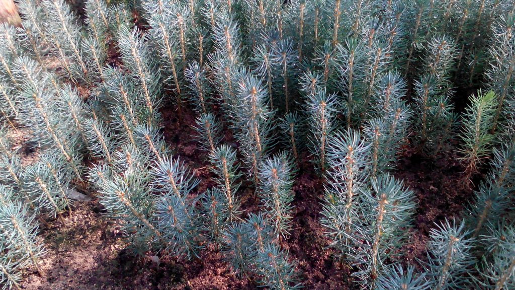 Выращивание голубой ели черенками