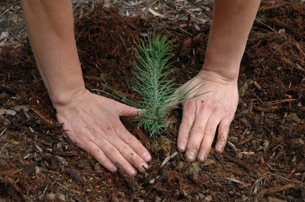 Высадка ветки