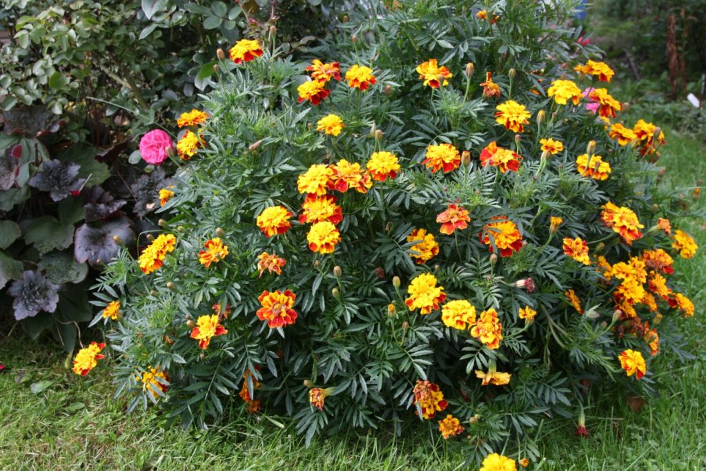 Высокие бархатцы