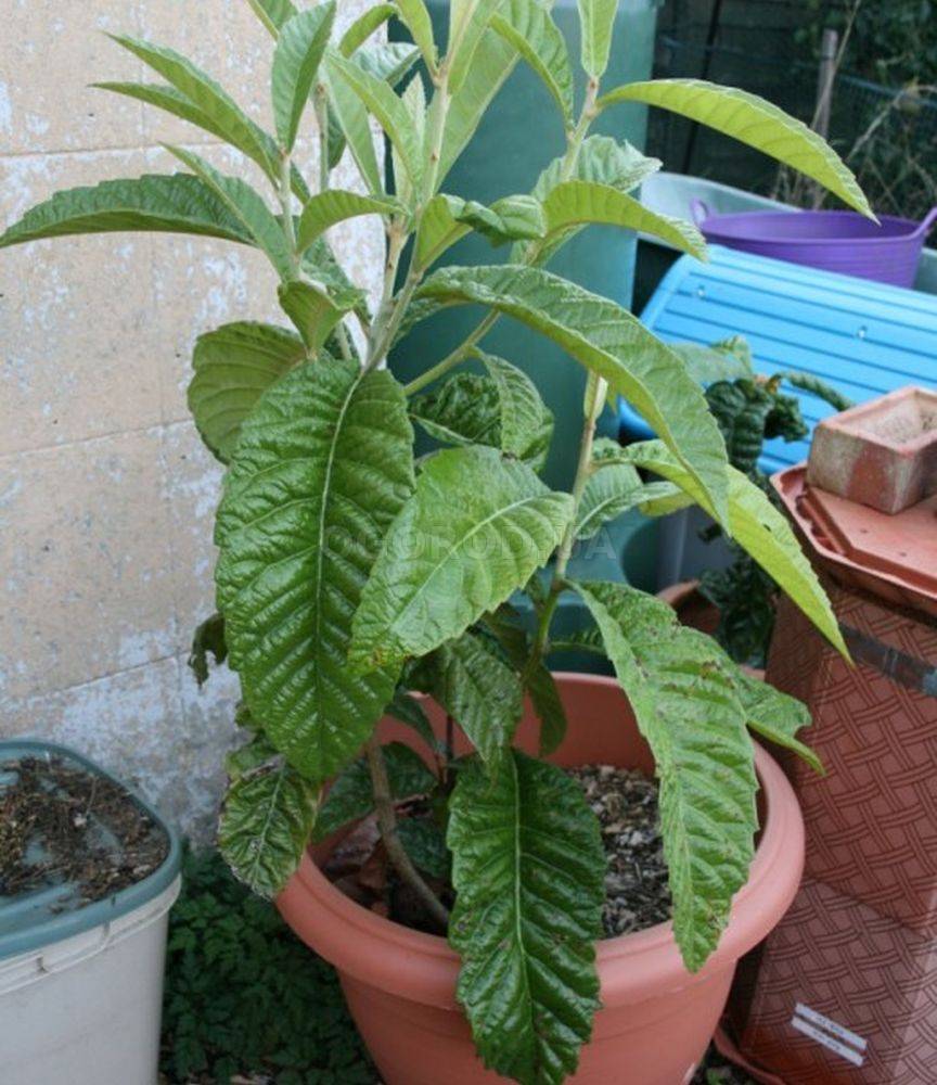 В качестве подкормки шишковника подойдут обычные удобрения для декоративных растений