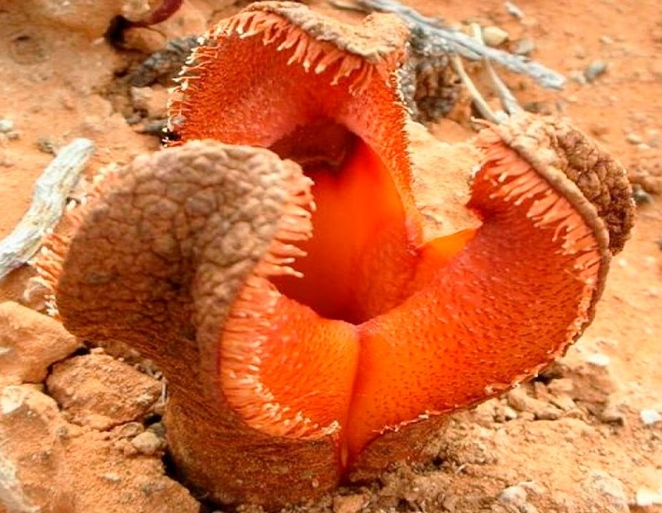 Гиднора африканская