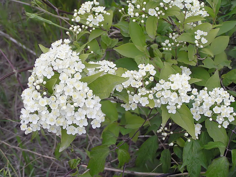 Гладкая