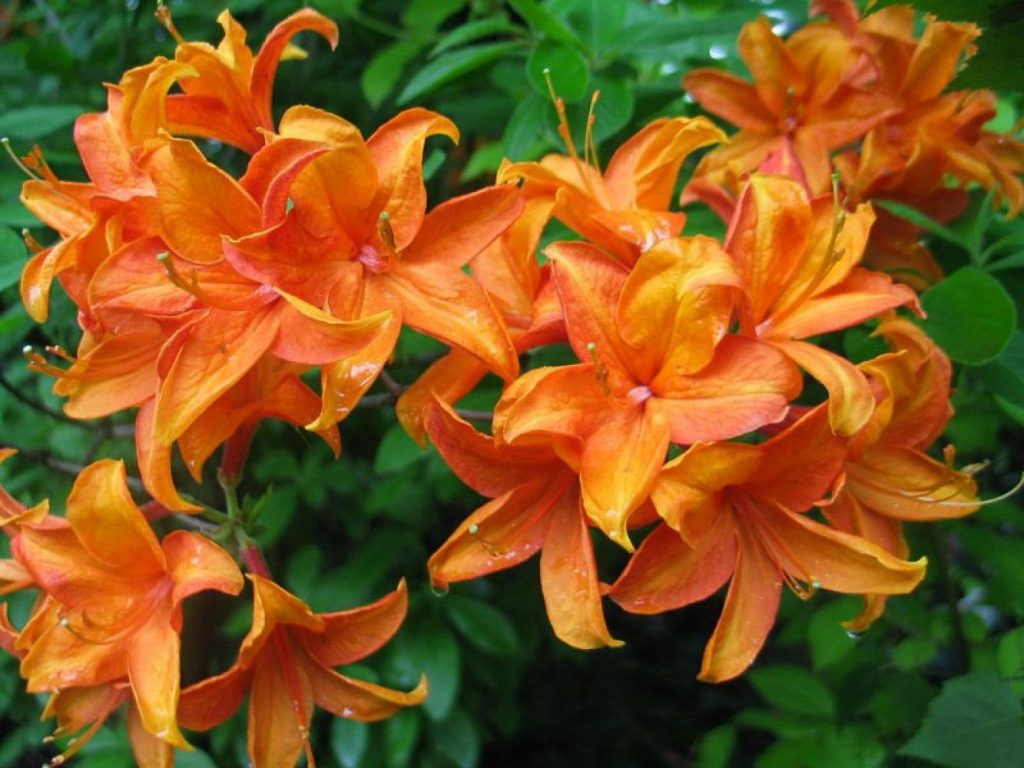 Сорт Голден Игл