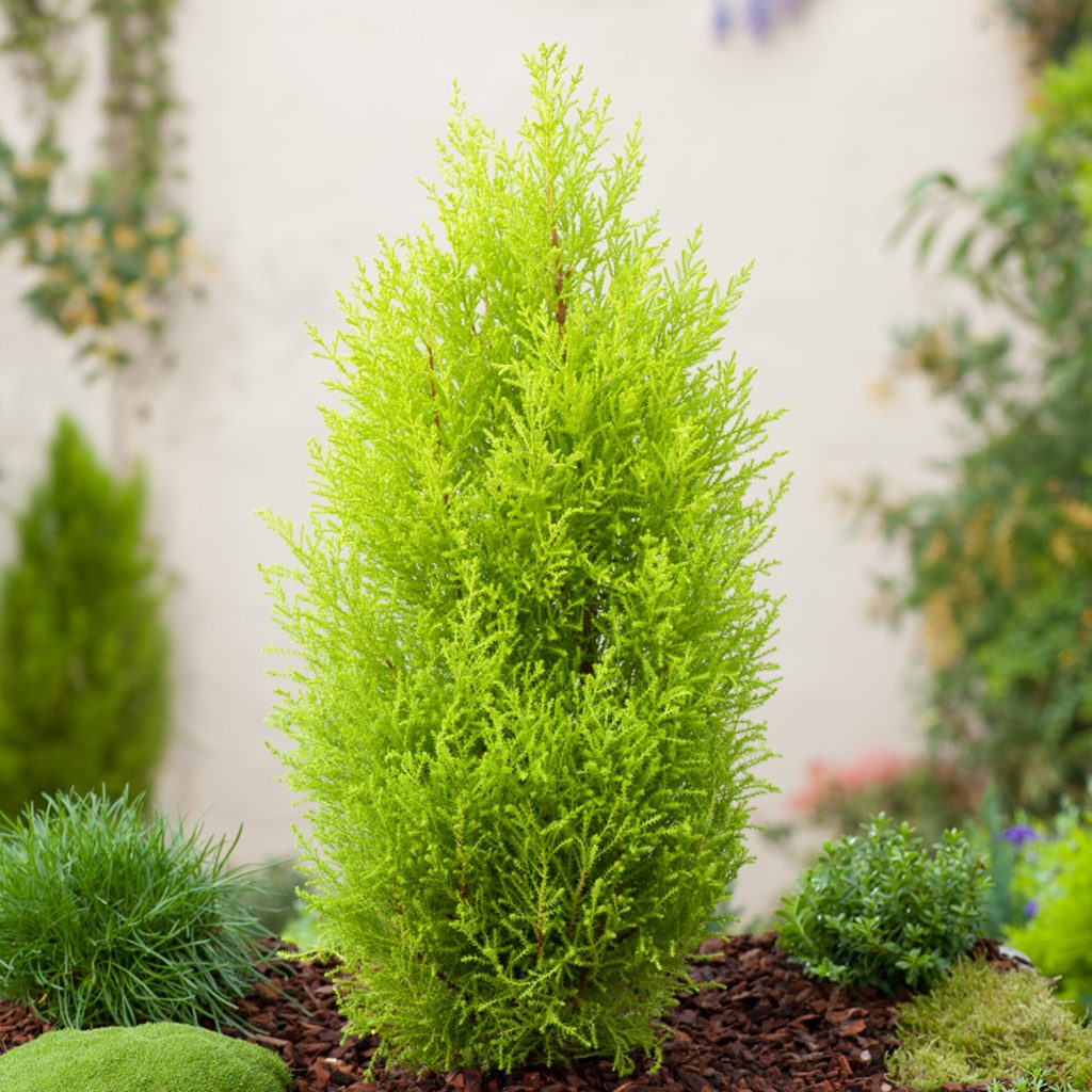 Голдкрест Вилма