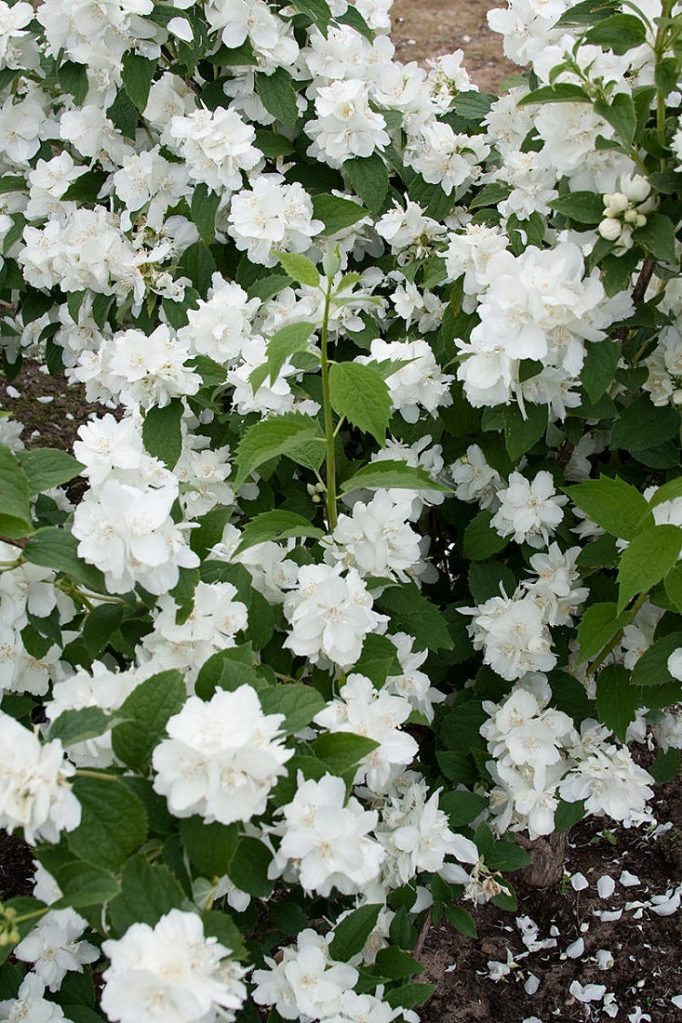 Горностаевая мантия