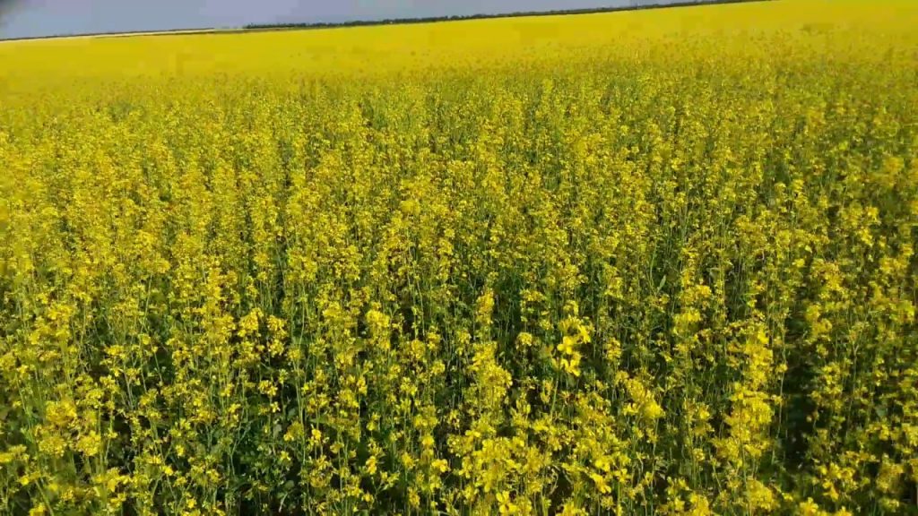 Горчица в период цветения привлекает пчел