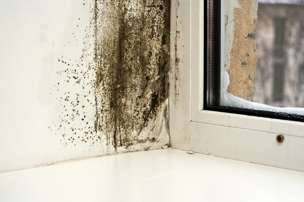 Конденсат - одна из причин появления грибка