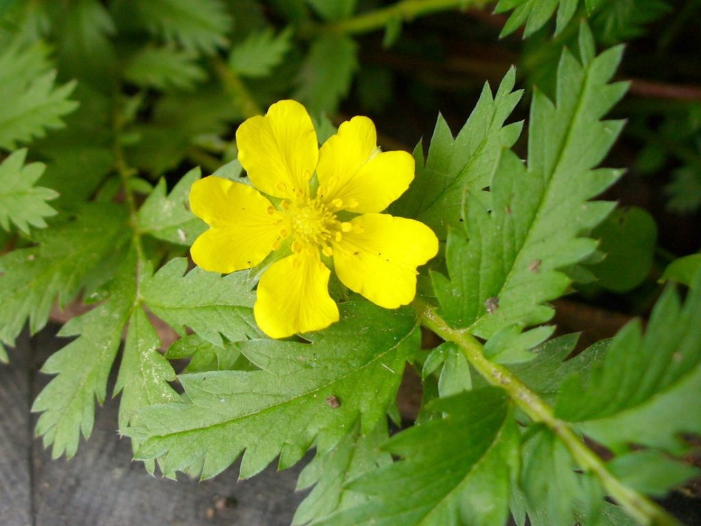 Гусиная лапчатка