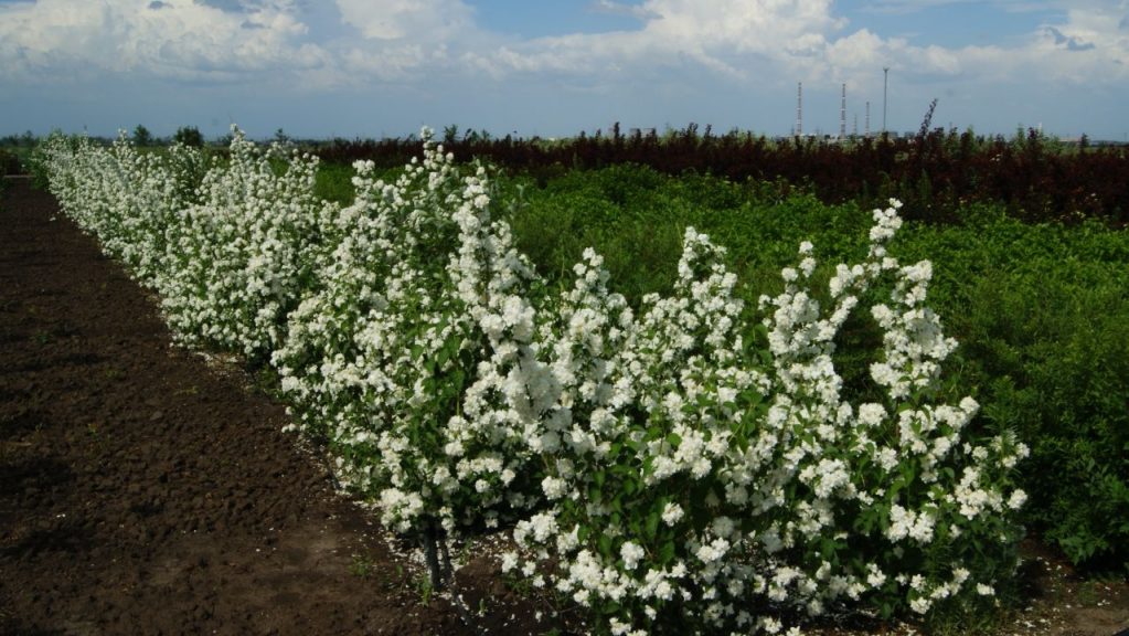 Деление куста проводится осенью