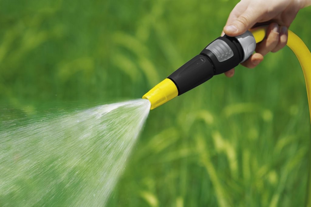 Дерево требует ухода, особенно в первый год жизни