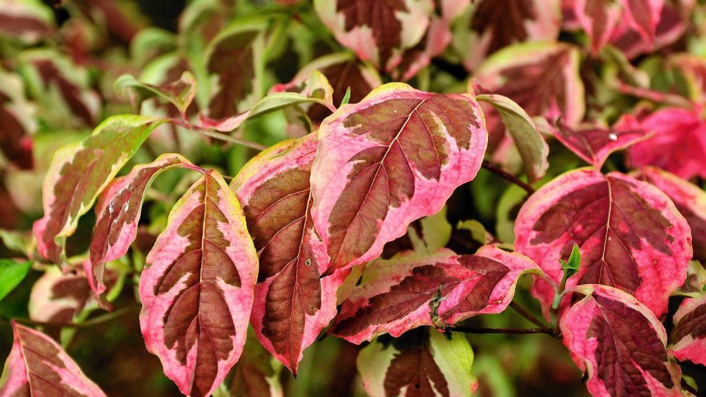 Дерен красный с листьями яйцевидной формы