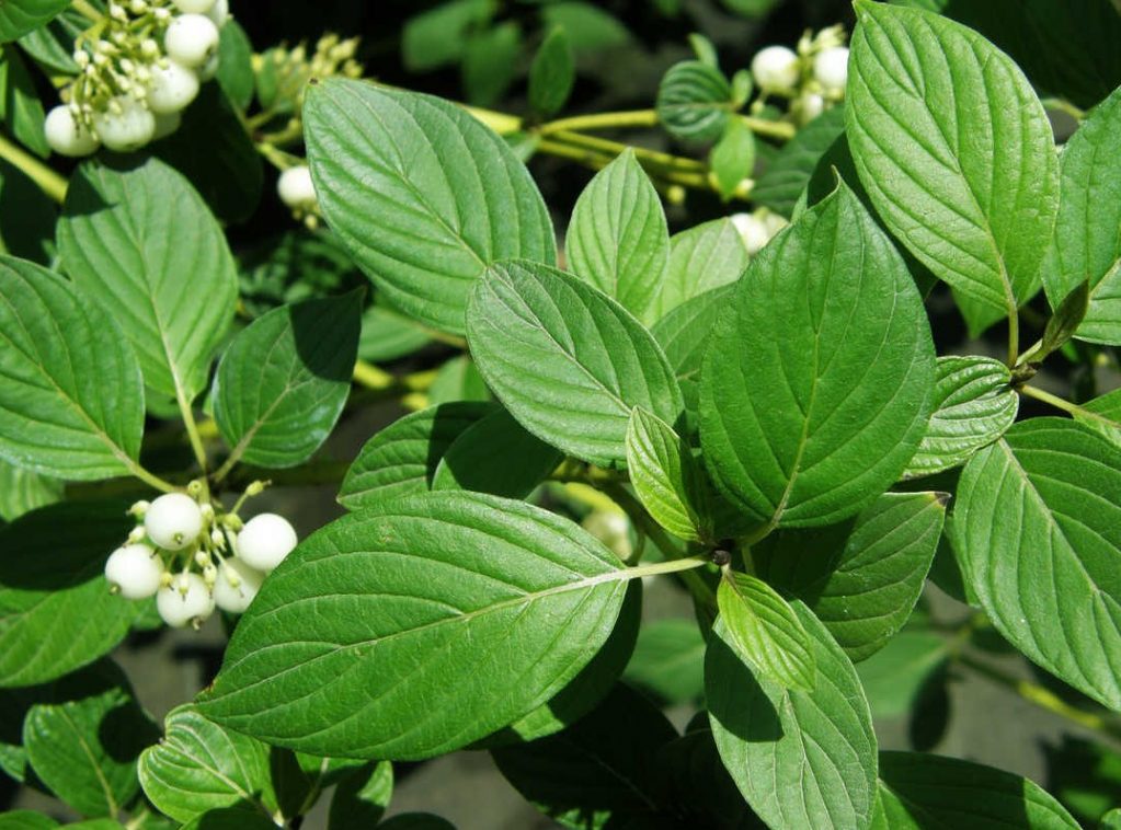 Дерен отпрысковый