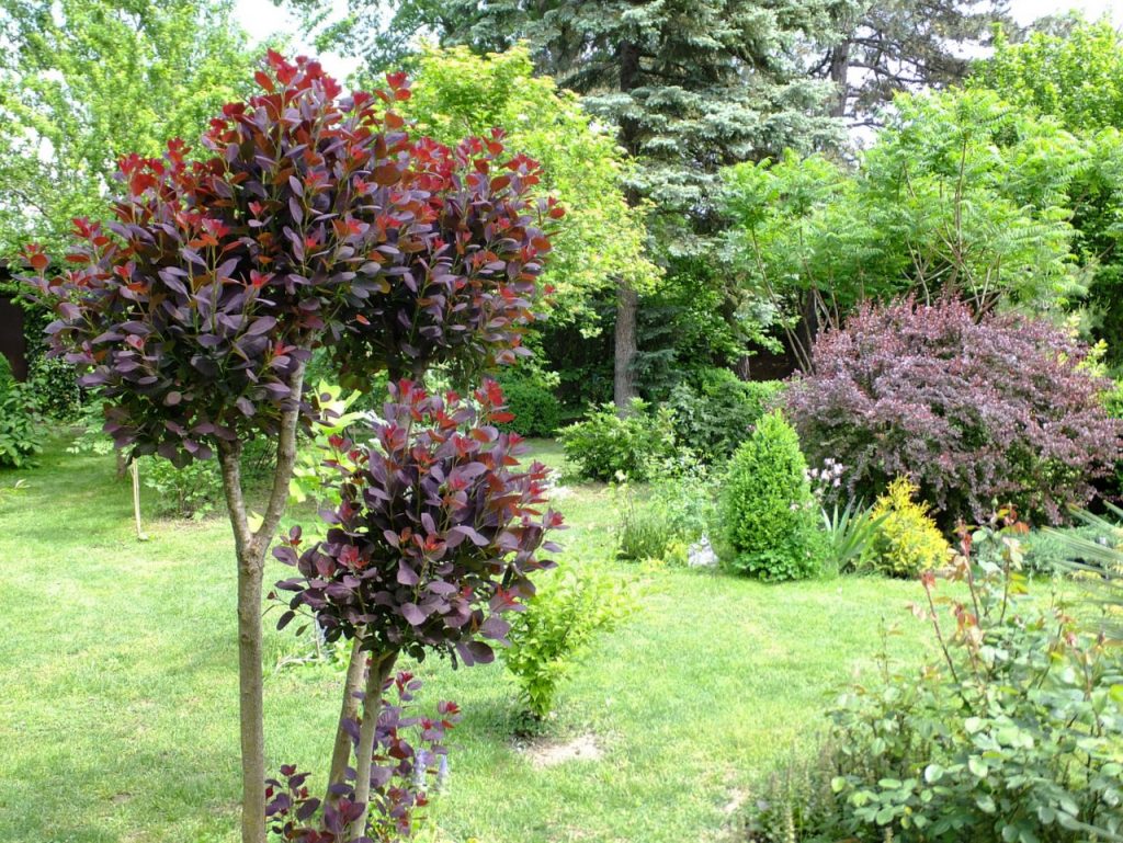 Для скумпии подобрано просторное место