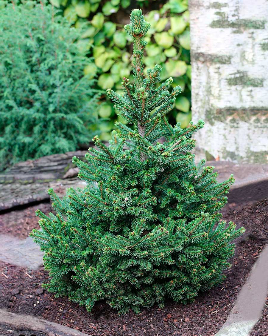 Ель Вильс Цверг