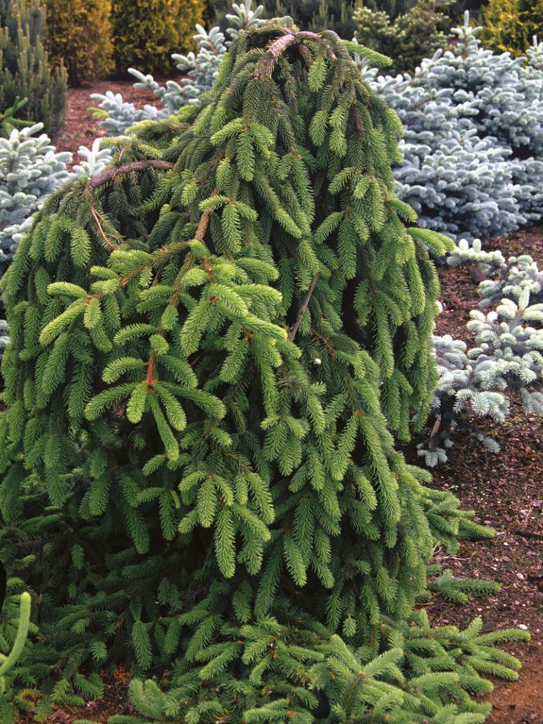 Ель Инверса