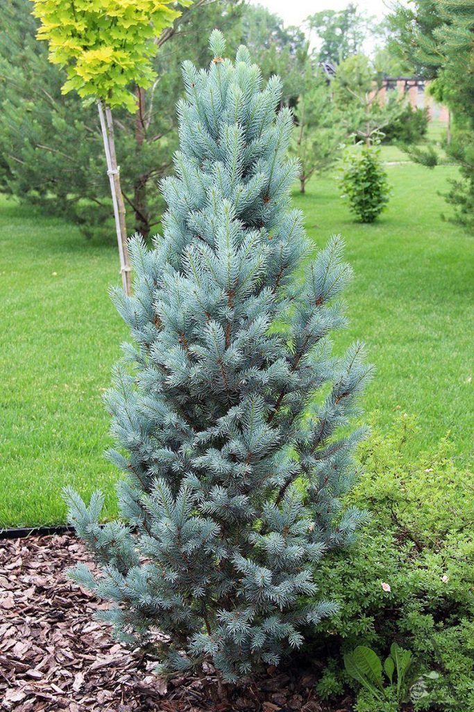 Ель Исели Фатигиата