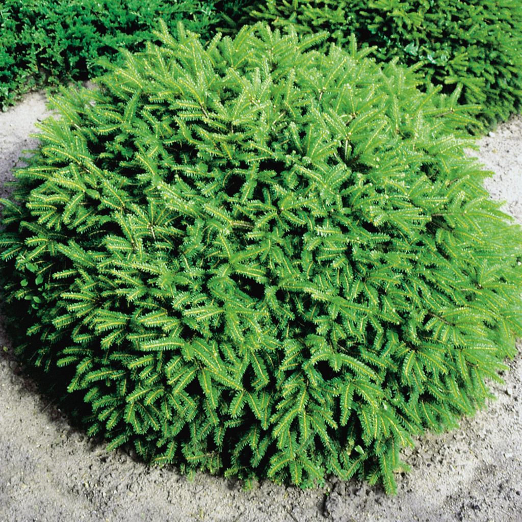 Ель Максвелли