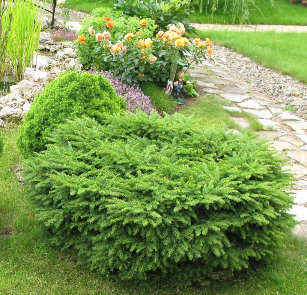 Ель Нидиформис