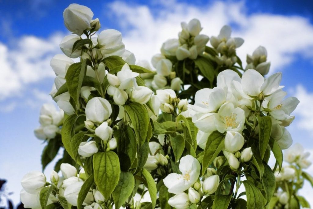 Жасмин в период активного цветения