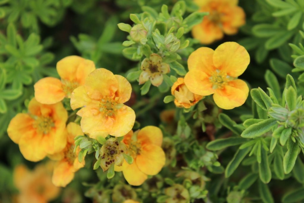 Растение с цветками желтого цвета