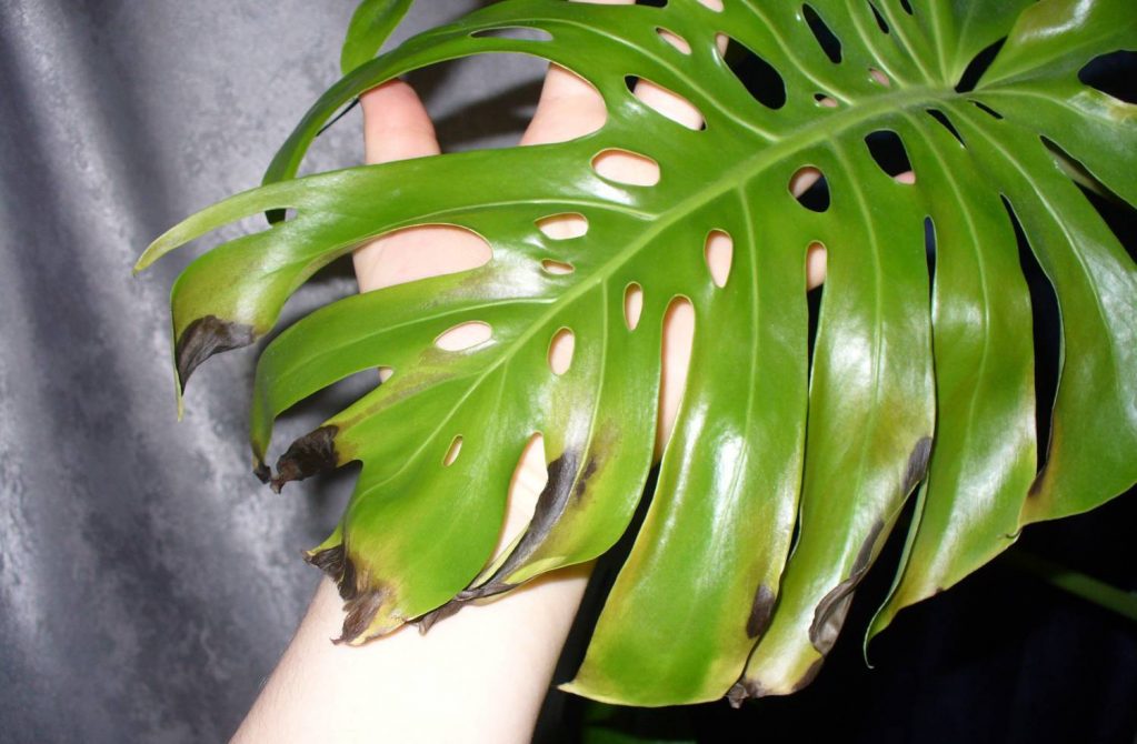 Болеющие листья растения