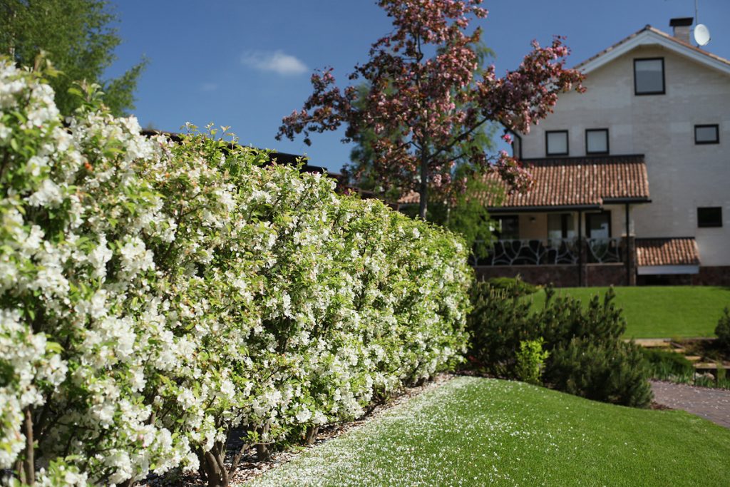 Живая изгородь из жасмина