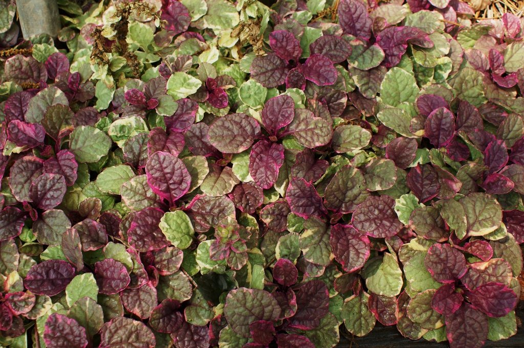 Живучка ползучая Бургунди Глоу