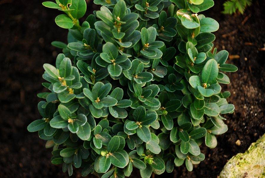 Здоровое растение имеет зелёный насыщенный окрас листьев