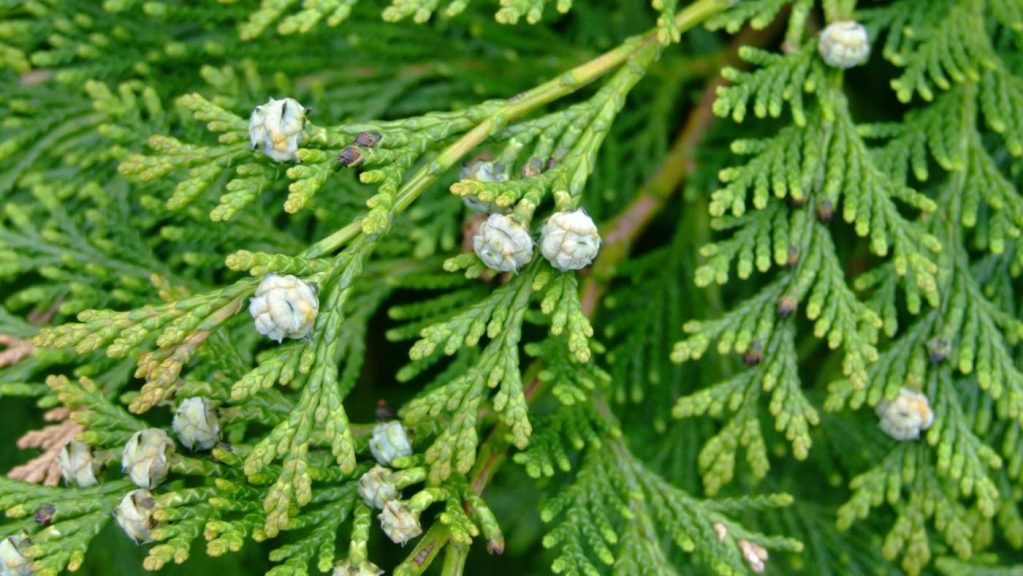 Зеленая ветвь с шишечками