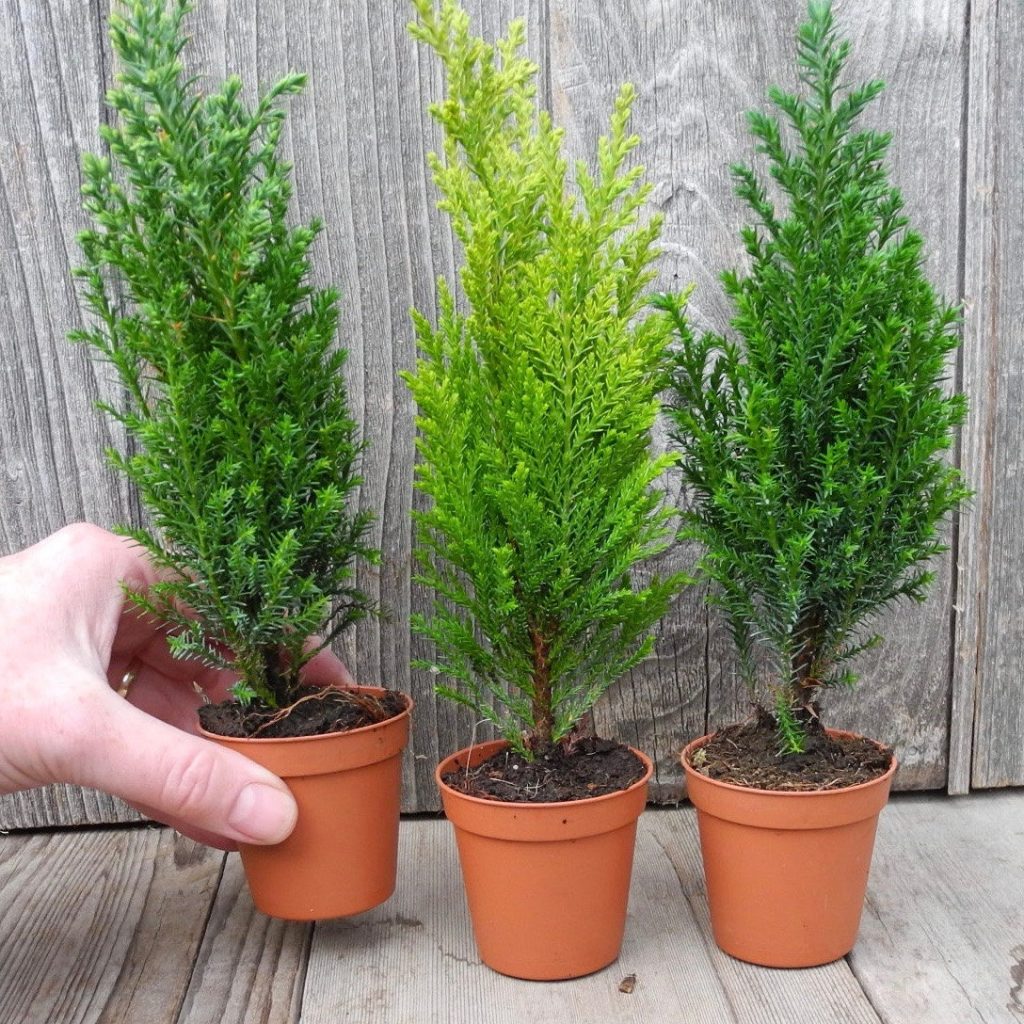 Зимой кустик можно вынести на балкон